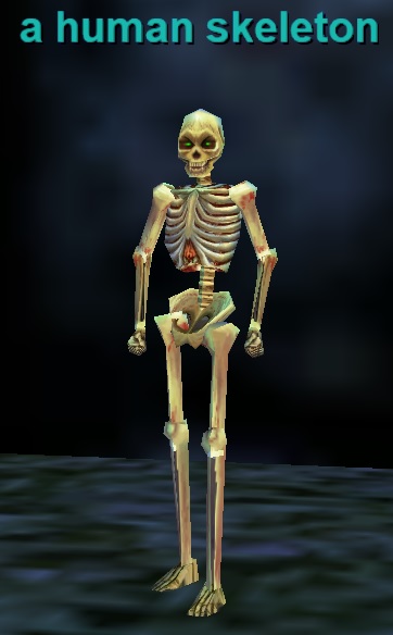 a-human-skeleton.jpg