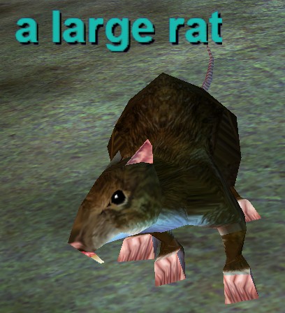 a-large-rat.jpg